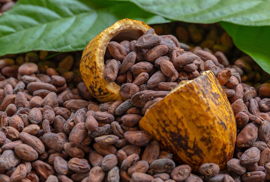 granos cacao